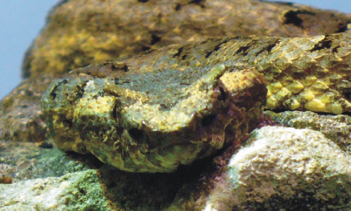 Protobothrops cornutus Bild02
